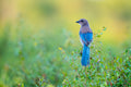 Florida Scrub-Jay perched on scrub oak in morning light, Southwest Florida