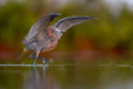 Reddish Egret dancing in the shallows, wings spread, Southwest Florida coastal wetlands