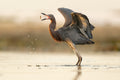 Reddish Egret catching a fish on the tidal flats of Southwest Florida, wings spread, water droplets mid-air — 2023 Audubon Photography Awards honorable mention