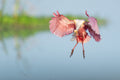Roseate Spoonbill on final approach, wings fully spread against a soft blue sky, Florida