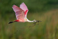 Roseate Spoonbill in flight carrying nesting material, Southwest Florida — Fine Art Print by Nate Arnold